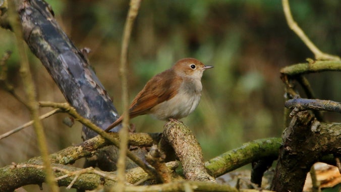A small, brown bird perched on a log in the woodland at Sutton Hoo